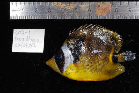 Image of Halfmoon Butterflyfish