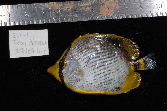 Image of Black-back Butterflyfish