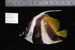 Image of Bannerfish