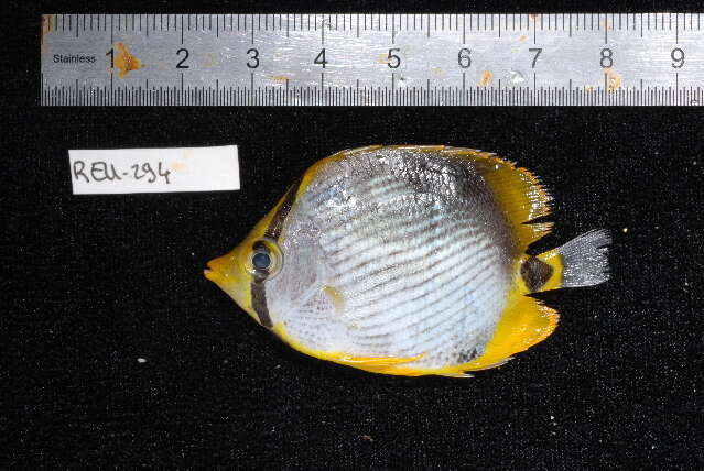 Image of Black-back Butterflyfish