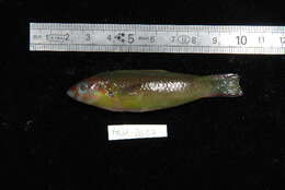 Image of Green moon wrasse