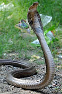 Image of Indian cobra