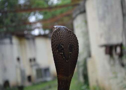 Image of Indian cobra