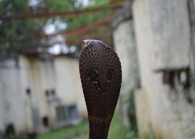 Image of Indian cobra