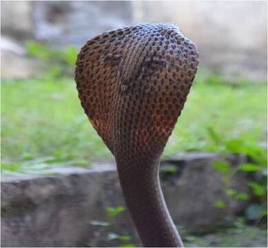 Image of Indian cobra