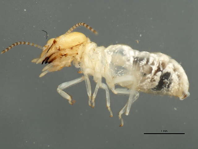 Image of long jawed desert termite