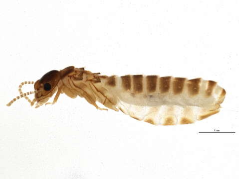 Image of higher termites