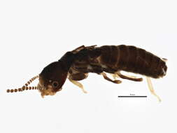 Image of Eastern Subterranean Termite