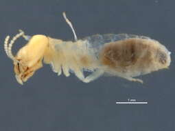 Image of Eastern Subterranean Termite