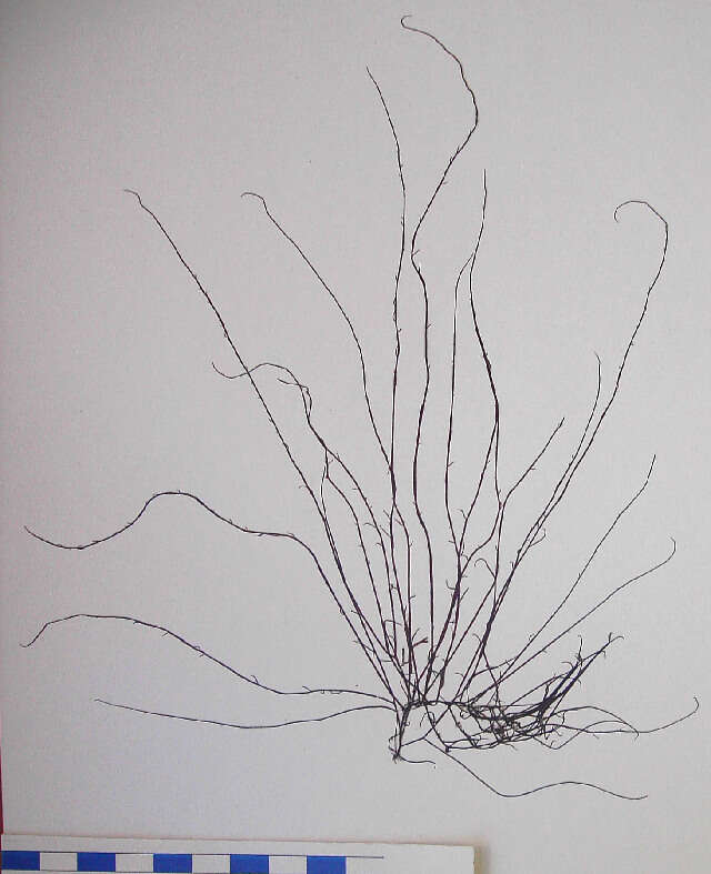Image of Gracilariopsis longissima