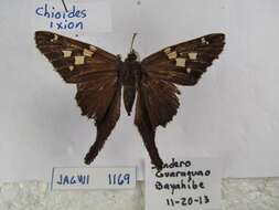 Image of Chioides