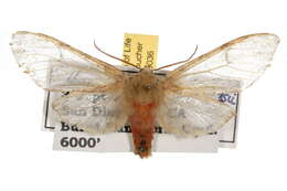 صورة Pseudohemihyalea edwardsii (Packard 1864)