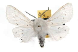 Image of Vestal Tiger Moth