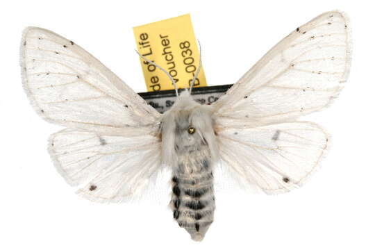 Image of Vestal Tiger Moth