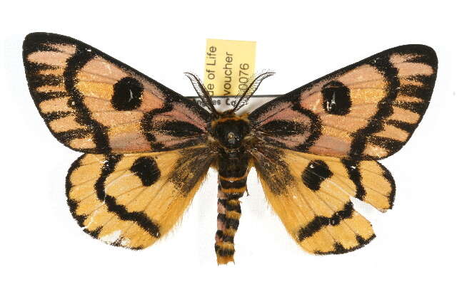 Image of Western Sheepmoth