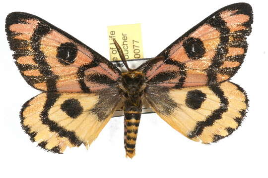 Image of Western Sheepmoth