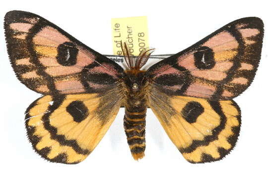 Image of Western Sheepmoth