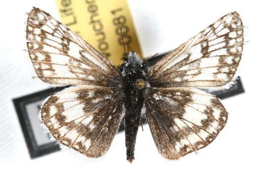 Image of Common Checkered Skipper