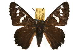 Image of <i>Apyrrothrix araxes</i>