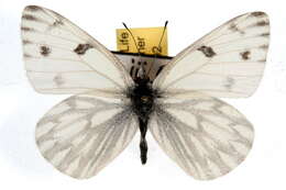 Image of Checkered White