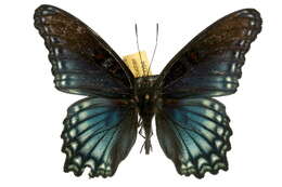 <i>Limenitis arthemis arizonensis</i>的圖片