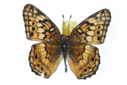 Image of Variegated Fritillary