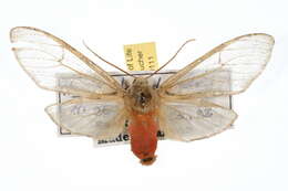 صورة Pseudohemihyalea edwardsii (Packard 1864)