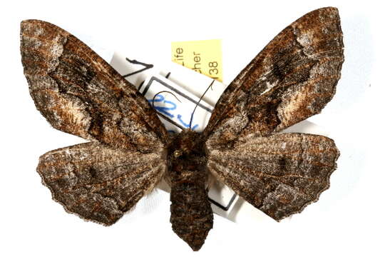 Image of Phaeoura utahensis Cassino & Swett 1923