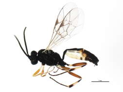 Image of Diadegma insulare (Cresson 1865)