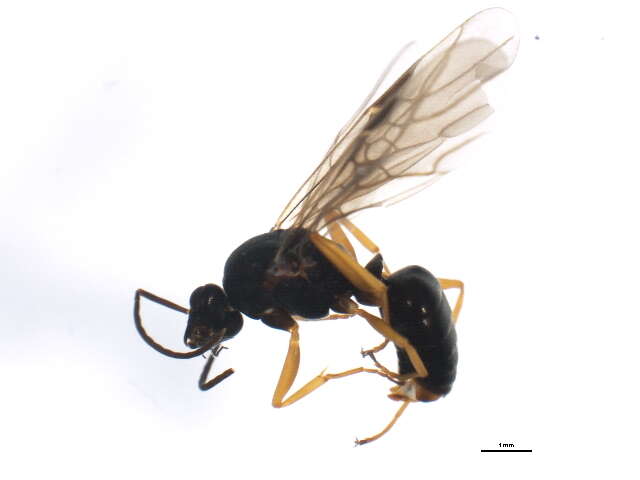 Image of Formica fusca