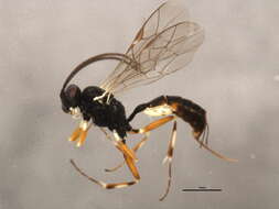 Image of Diadegma insulare (Cresson 1865)