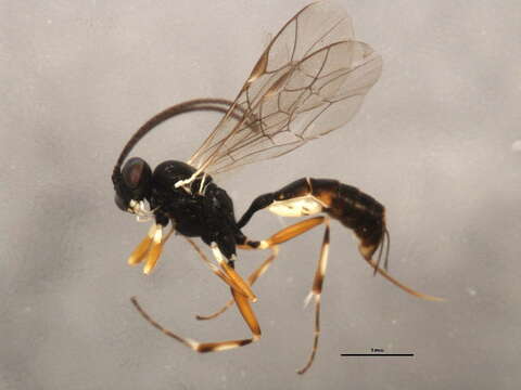 Image of Diadegma insulare (Cresson 1865)