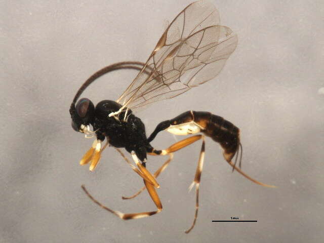 Image of Diadegma insulare (Cresson 1865)