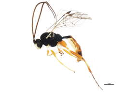 Image of Campodorus viduus (Holmgren 1857)