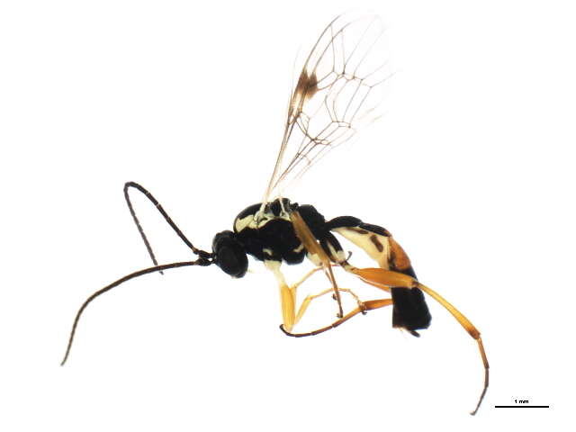 Image of Syrphoctonus signatus (Gravenhorst 1829)