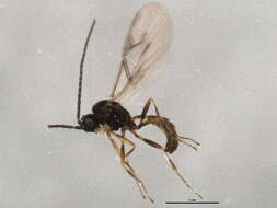 Image of Aphidius rhopalosiphi de Stefani-Perez 1902