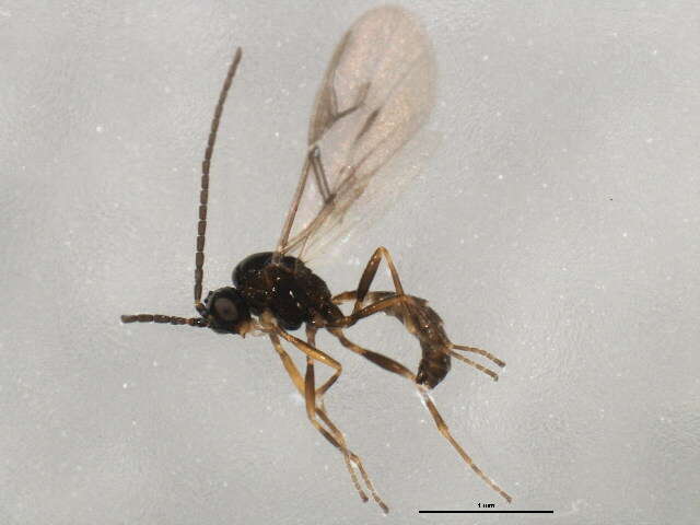 Image of Aphidius rhopalosiphi de Stefani-Perez 1902