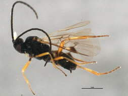 Image of Microplitis
