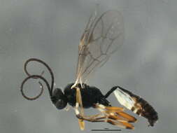 Image of Diadegma insulare (Cresson 1865)
