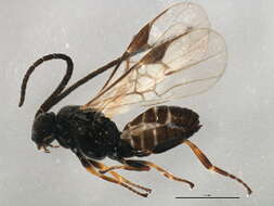 Image of Microplitis plutellae Muesebeck 1922