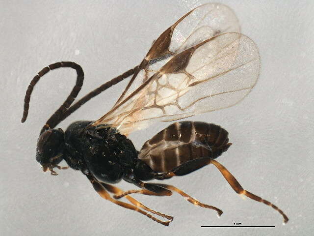 Image of Microplitis plutellae Muesebeck 1922