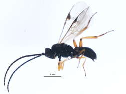 Image of Microplitis