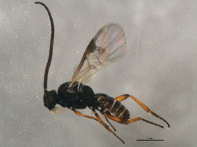 Image of Microplitis