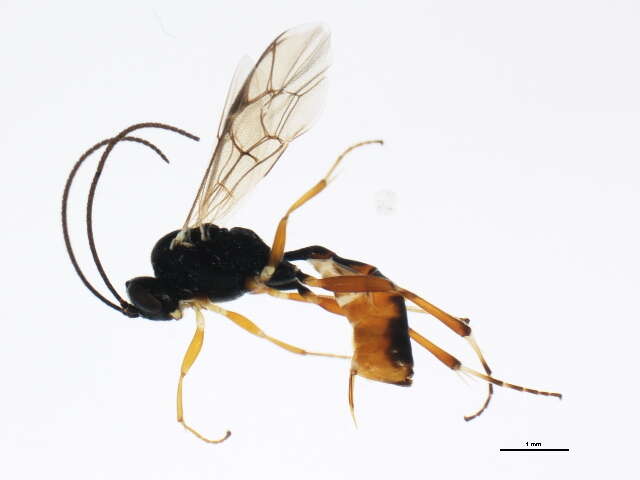 Image of Olesicampe melanogaster (Thomson 1887)