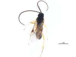 Image of Microplitis