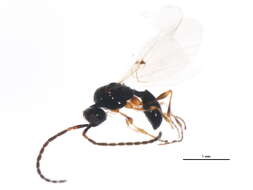 Image of Diapriinae