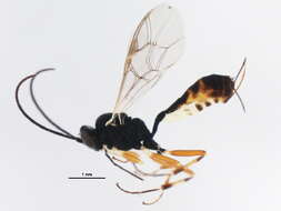 Image of Diadegma insulare (Cresson 1865)