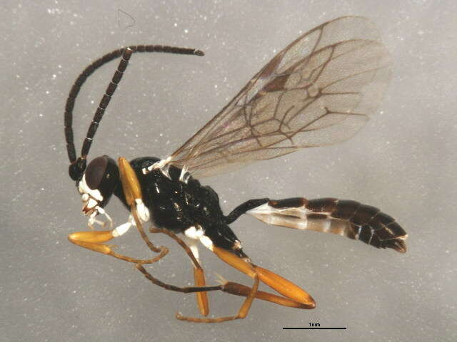 Image of Oresbius taeniatus (Townes 1962)