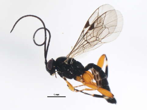 Image of Pimpla stricklandi (Townes 1960)