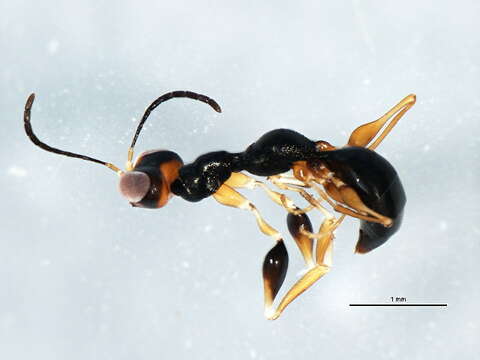 Image of <i>Gonatopus clavipes</i>